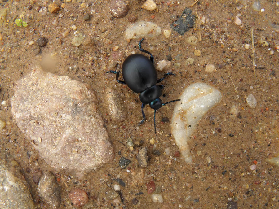 Coleottero maremmano da id